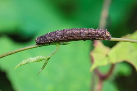 Caterpillar Stock Photos