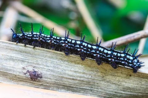 Caterpillar Stock Photos