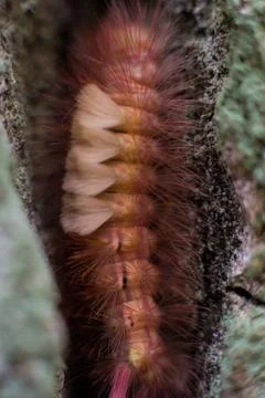 Caterpillar Stock Photos
