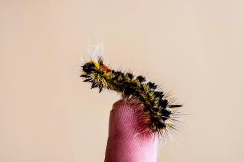 Caterpillar Stock Photos