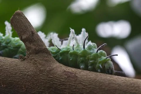 Caterpillar Stock Photos