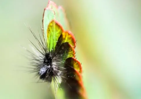 Caterpillar. Stock Photos