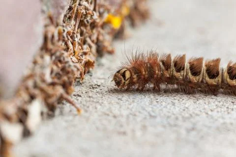 Caterpillar Stock Photos
