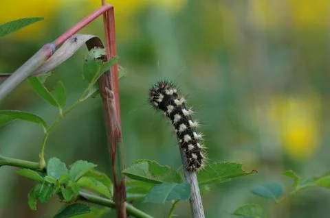 Caterpillar Stock Photos