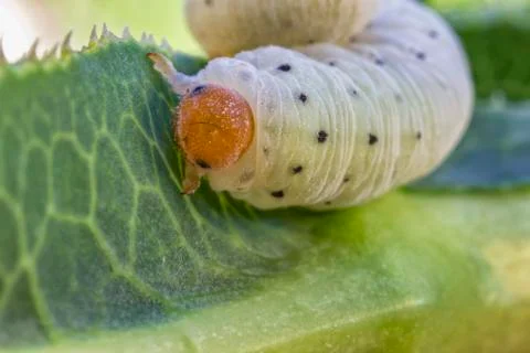 The caterpillar Stock Photos