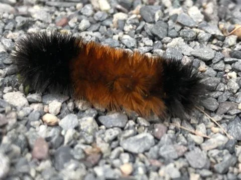 Caterpillar 스톡 사진