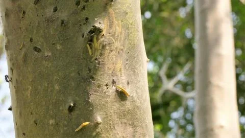 Caterpillar Stock Photos