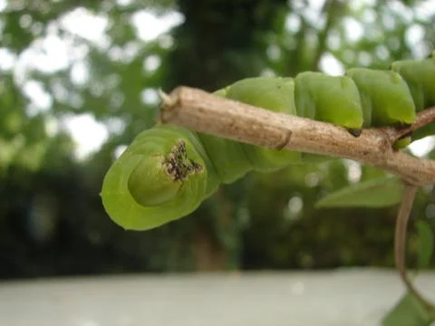 Caterpillar Stock Photos