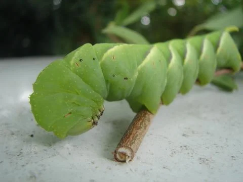 Caterpillar Stock Photos