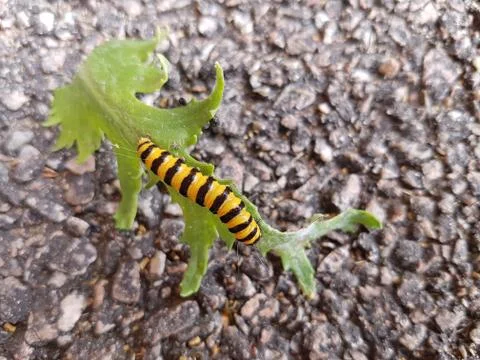 Caterpillar Stock Photos