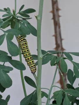 Caterpillar Stock Photos