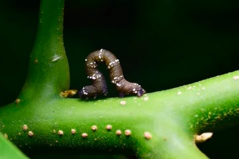 Caterpillar Foto stock