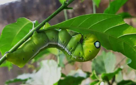 CATERPILLAR Stock Photos
