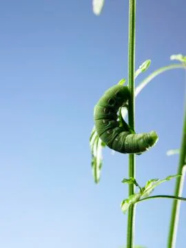 Caterpillar Stock Photos
