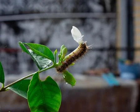 Caterpillar Stock Photos
