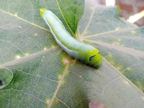 CATERPILLAR Foto stock