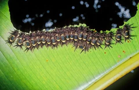 Caterpillar Foto stock