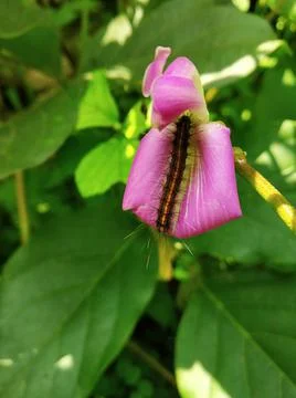 Caterpillar 스톡 사진