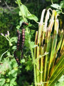 Caterpillar Stock Photos
