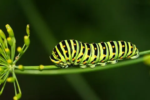 Caterpillar Stock Photos