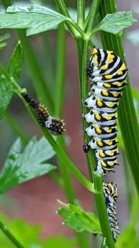 Caterpillar Stock Photos