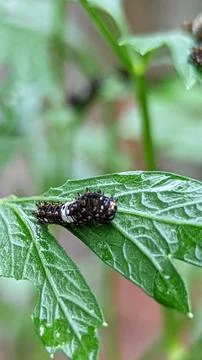 Caterpillar Stock Photos