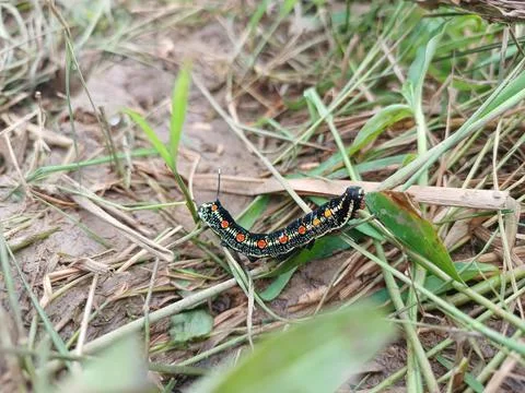 Caterpillar Stock Photos