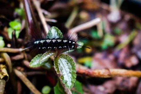 A caterpillar Foto stock