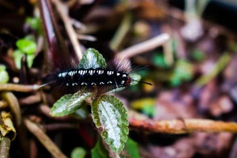 A caterpillar Foto stock