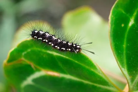 Caterpillar Stock Photos