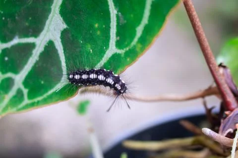 Caterpillar Stock Photos