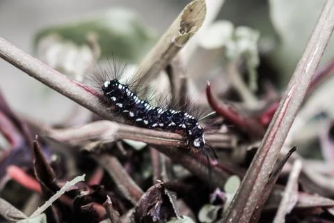 A caterpillar Foto stock