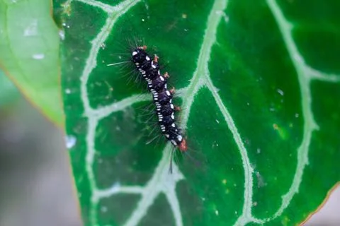 Caterpillar Stock Photos