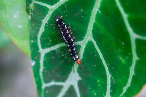 Caterpillar Stock Photos