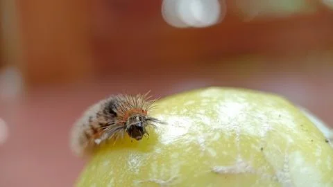 Caterpillar Stock Photos