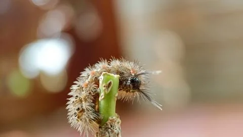 Caterpillar Foto stock