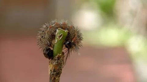 Caterpillar Stock Photos