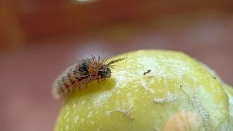 Caterpillar Foto stock