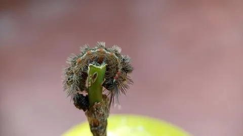 Caterpillar Foto stock