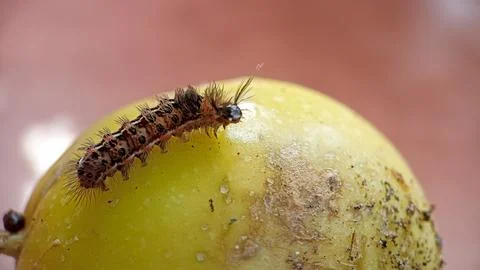 Caterpillar Stock Photos