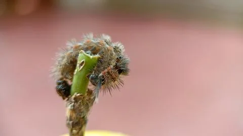 Caterpillar Stock Photos