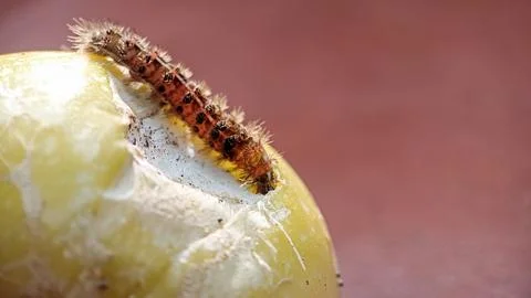 Caterpillar Stock Photos