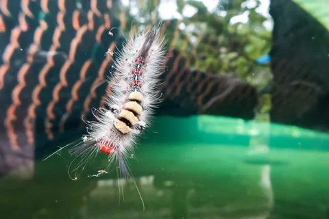 Caterpillar Foto stock
