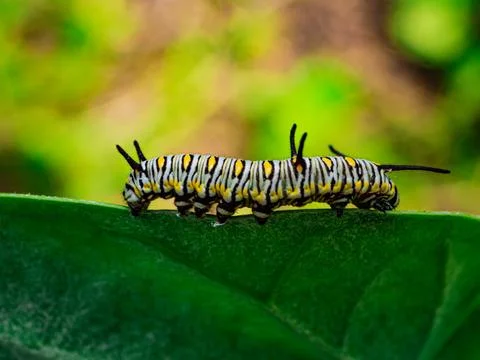Caterpillar Stock Photos