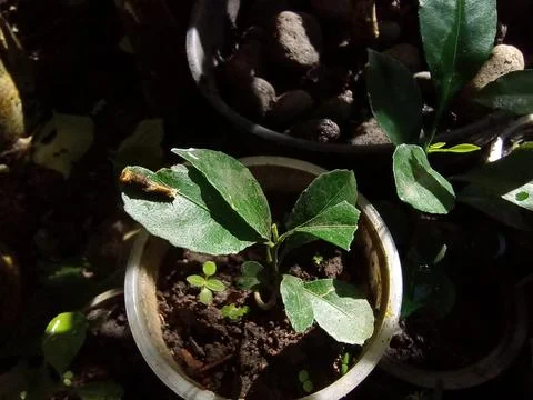 Caterpillar Stock Photos