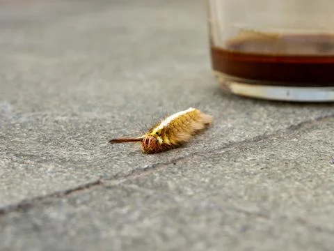 Caterpillar Stock Photos