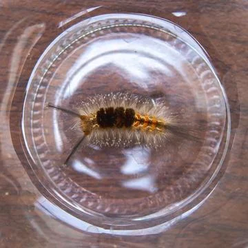 Caterpillar Stock Photos