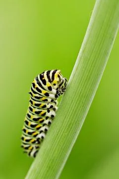 Caterpillar Stock Photos