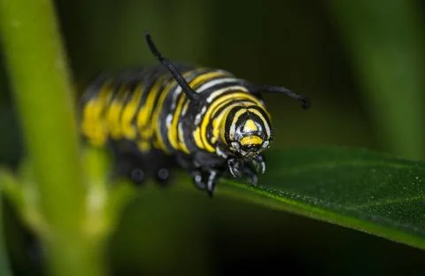 Caterpillar Stock Photos