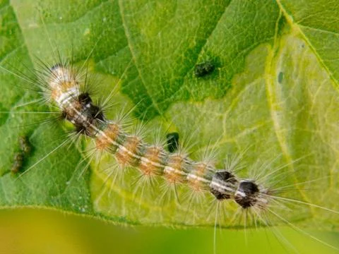 Caterpillar Stock Photos